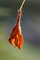 09a94bfb-a_dsc08076_cr.jpg