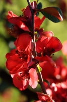 0ccbf78a-a_dsc03836_cr.jpg