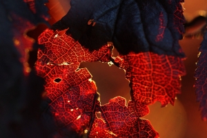 1ae23a5f-dsc00236_cr_a.jpg