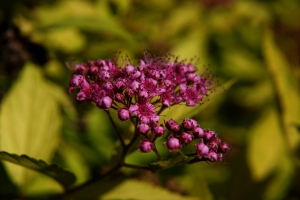 1b28384d-dsc02676_cr2_a.jpg