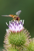 24c05b19-b_dsc00950_cr.jpg
