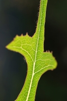 2d92529b-a_dsc08040_cr.jpg