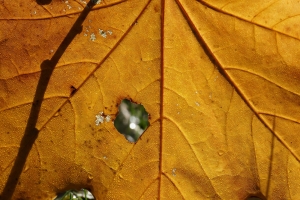 34d6c6d9-c_dsc03509_or.jpg