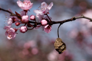 4ac393fb-dsc05729_cr.jpg