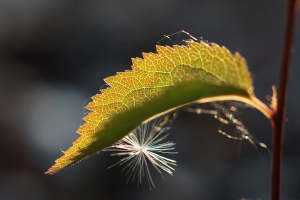 4fb8aaf7-a_dsc04397_cr.jpg