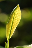 54f3a91f-a_dsc06688_cr.jpg