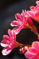 634b444b-a_dsc07517_cr.jpg