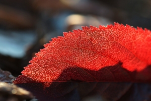 6b5d3698-a_dsc07388_cr.jpg