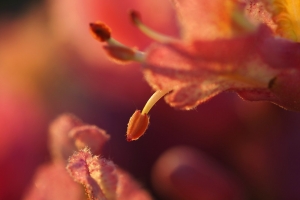 71f32a79-a_dsc06296_cr.jpg
