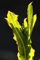 779f4fe3-a_dsc08999_cr.jpg