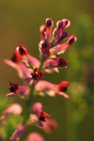 795eb1d4-a_dsc06268_cr.jpg