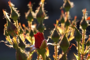 7d387597-a_dsc07888_cr.jpg