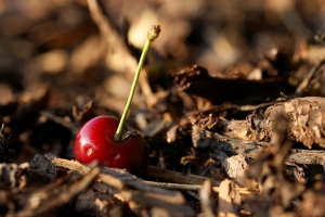 8247fe66-dsc08008_or.jpg
