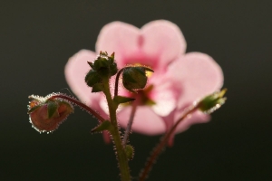 82799547-dsc08036_cr.jpg