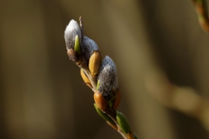 84799303-dsc05252_cr2.jpg