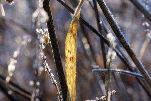 8ac30d2d-161230_dsc09687_or.jpg