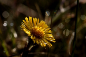 8d29f796-dsc05370_cr.jpg