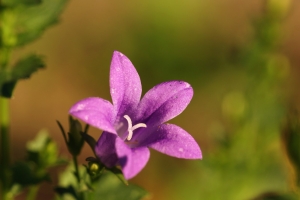 940929bc-b_dsc04311_cr.jpg