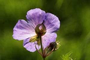 993490bd-b_dsc00500_cr.jpg