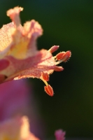 99d37b41-a_dsc06301_cr2.jpg