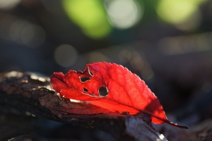 9b771eb3-a_dsc09502_cr_a.jpg