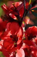 b0fb98ca-a_dsc03855_cr.jpg
