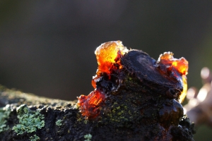 c2a9857e-dsc05977_cr.jpg