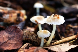 cc03be79-161120_dsc08072_cr.jpg