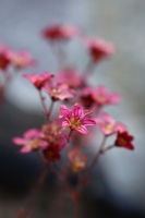 ce00ad00-a_dsc04002_cr2.jpg