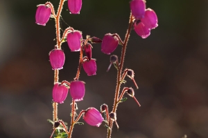 DSC00152_cr