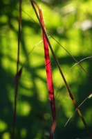 d02b8dbb-a_dsc07784_cr.jpg