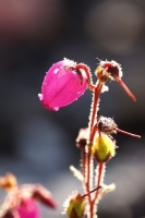 d6d89df2-b_dsc01465_cr2.jpg