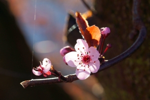 dc558ae6-dsc08973_cr.jpg