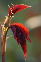 e9ed637c-a_dsc08113_cr2.jpg