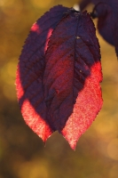 f0b46ff5-c_dsc03807_or.jpg