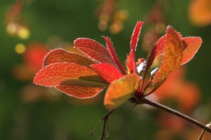 f454bc54-a_dsc06718_cr.jpg