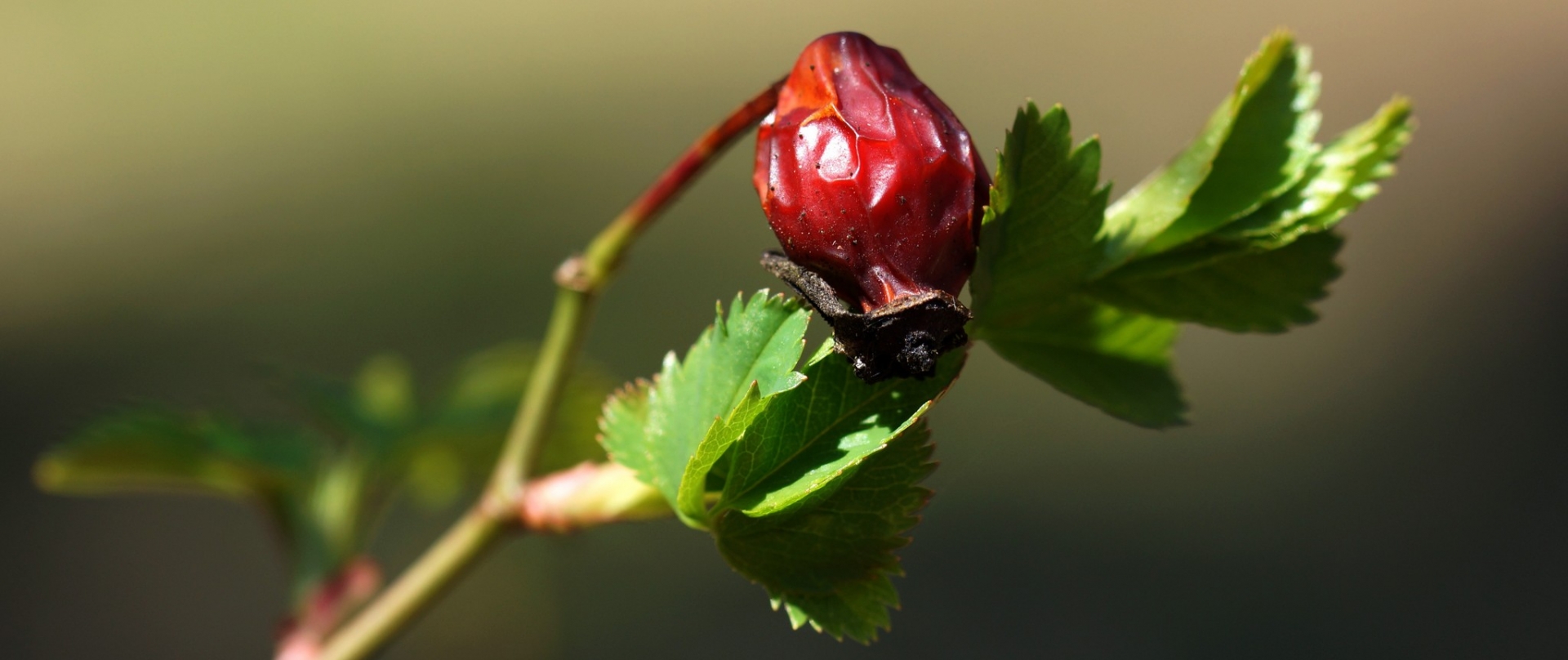 4197e5b7-dsc05990_cr_a_cr.jpg